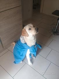 Labrador disponibile per monta