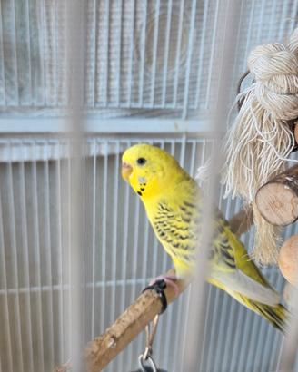 Gabbia Voliera Coppia Cocorite