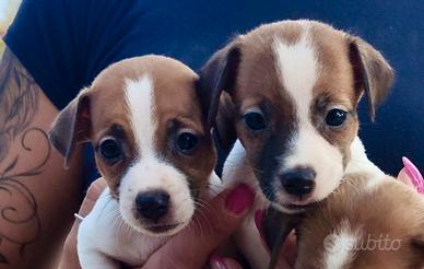Cuccioli di Jack Russell