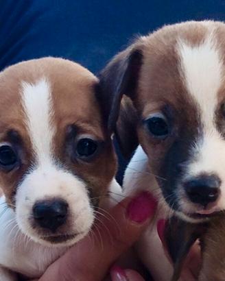 Cuccioli di Jack Russell