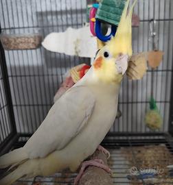 Calopsita lutina femmina