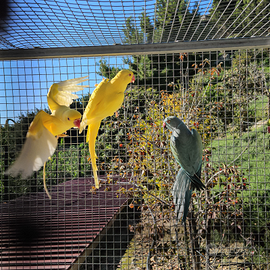 Parrocchetti dal collare varie mutazioni