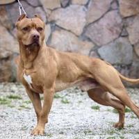 Cuccioli American pit bull