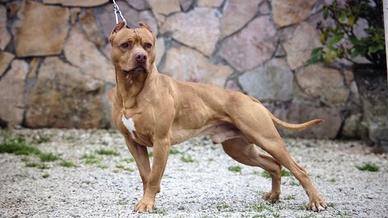Cuccioli American pit bull