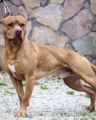 Cuccioli American pit bull