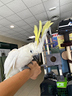 cacatua-eleonora