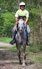 Cavallo anglo arabo passeggiate/endurance
