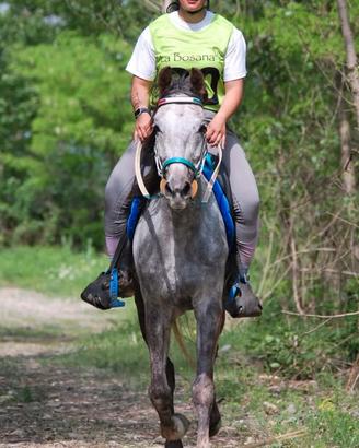Cavallo anglo arabo passeggiate/endurance
