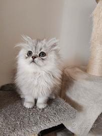 Cucciola persiana Chinchilla