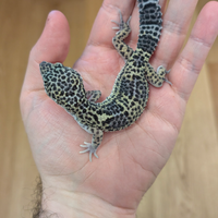 Geco Leopardino Cod 010
