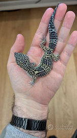 Geco Leopardino Cod 010