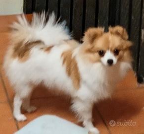 Cucciola di Spitz tedesco
