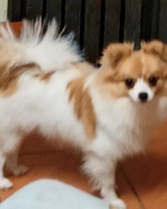 Cucciola di Spitz tedesco