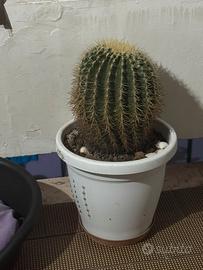 Pianta grassa di 25 anni