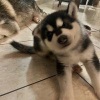 Cuccioli alaskan malamute