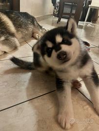 Cuccioli alaskan malamute