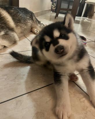 Cuccioli alaskan malamute