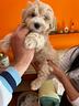 maltipoo-maltese-x-barboncino-