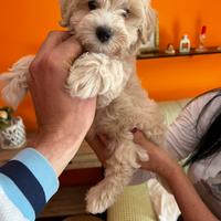 Maltipoo (maltese x barboncino)