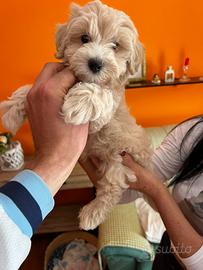 Maltipoo (maltese x barboncino)