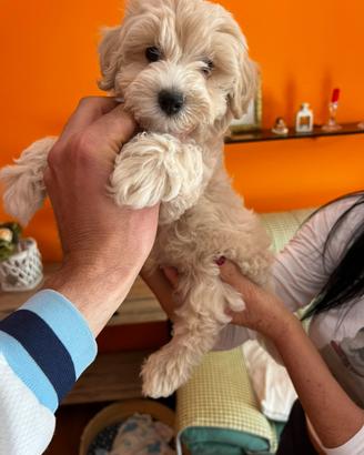 Maltipoo (maltese x barboncino)