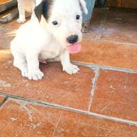 Disponibili jack Russell