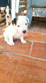 Disponibili jack Russell