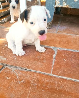 Disponibili jack Russell