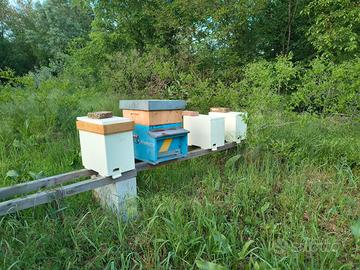 Nuclei api ligustiche