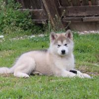Alaskan Malamute Alta Genealogia - Pronta Consegna