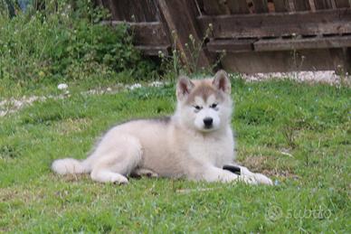 Alaskan Malamute Alta Genealogia - Pronta Consegna