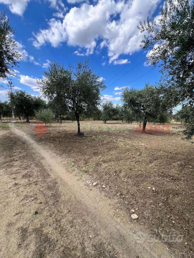 Terreno Agricolo Barile [Cod. rif 3283279VCG] - Vista 4