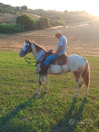 Cavalla appaloosa