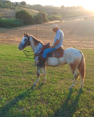 Cavalla appaloosa