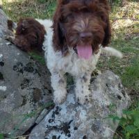 Cuccioli bracco - lagotto già avviati a tartufo