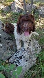 Cuccioli bracco - lagotto già avviati a tartufo