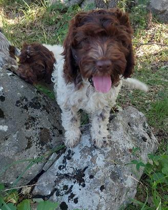 Cuccioli bracco - lagotto già avviati a tartufo