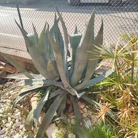 Piante di Agave