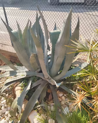Piante di Agave