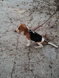 Beagle originale