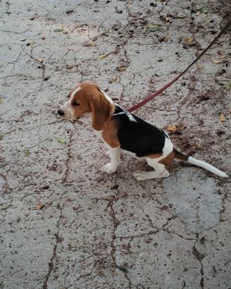 Beagle originale