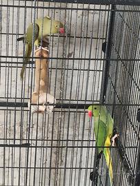 Parrocchetto dal collare