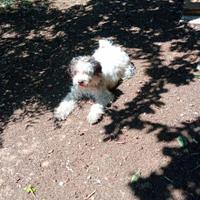 Cagnolina da tartufo