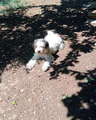 Cagnolina da tartufo