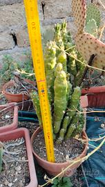 piante grasse 