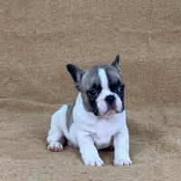 Cuccioli di Bulldog Francese