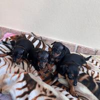Cuccioli di Pinscher nano
