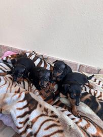 Cuccioli di Pinscher nano