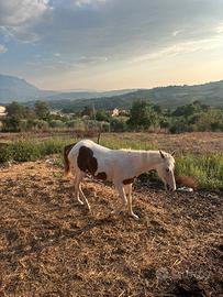 Puledro Paint