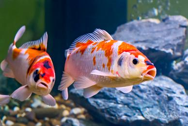 Carpe koi